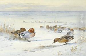 Widgeon In The Snow Widgeon In The Snow