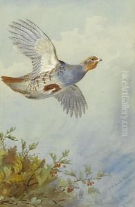 Partridge In Flight