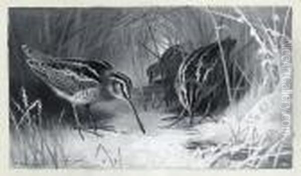 Jack Snipe - view 1