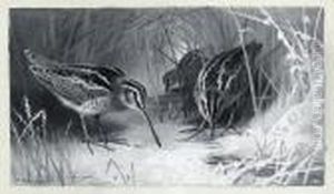 Jack Snipe by Archibald Thorburn