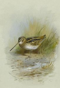 Snipe by Archibald Thorburn