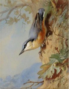 Nuthatch