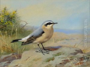 Wheatear by Archibald Thorburn