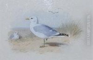 Common Gull by Archibald Thorburn