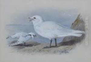 Ivory Gull by Archibald Thorburn
