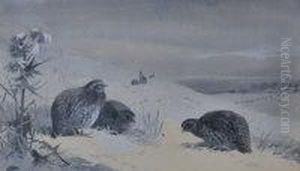 Partridge In The Snow Partridge In The Snow