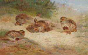 Grey Partridge Basking