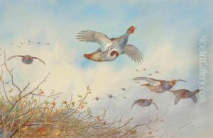 Grey Partridge In Flight by Archibald Thorburn