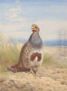 Grey Partridge Grey Partridge