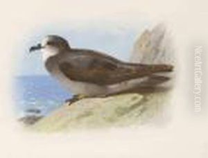 Storm Petrel by Archibald Thorburn