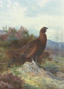 Red Grouse On A Moor