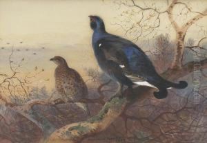 A Blackcock And Grey Hen Perched In The Treetops At Sunset by Archibald Thorburn