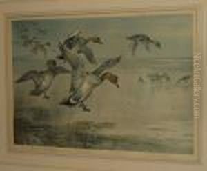 Wigeon Alighting