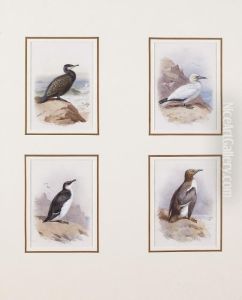 Seabirds: A Cormorant