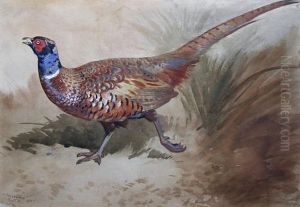 A Pheasant In The Undergrowth