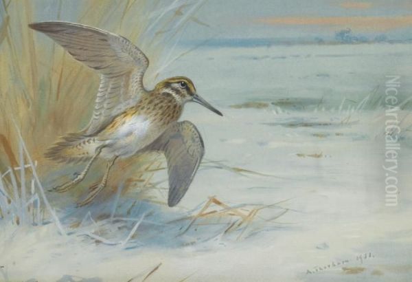 Jack Snipe Rising - view 1