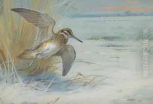 Jack Snipe Rising by Archibald Thorburn