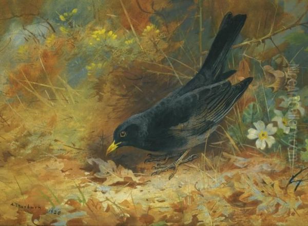 Blackbird - view 1