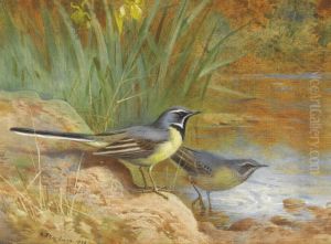 Grey Wagtails Grey Wagtails