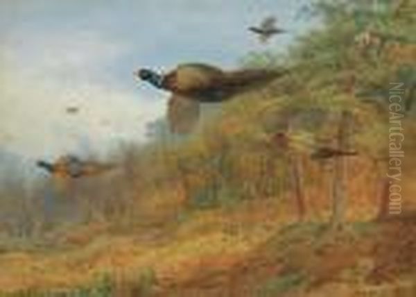 Pheasants Breaking Out Of Cover - view 1