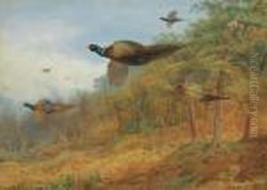 Pheasants Breaking Out Of Cover by Archibald Thorburn