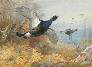 Blackcock Forward by Archibald Thorburn