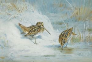 Frozen Out Snipe