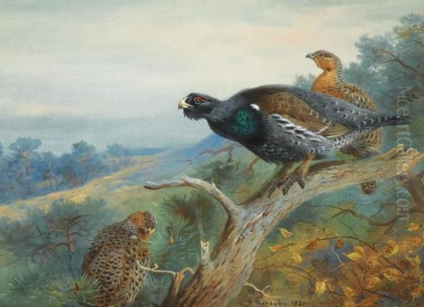 Capercaillie - view 1