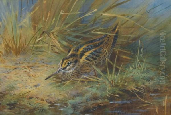 Jack Snipe - view 1