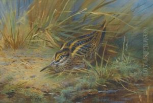 Jack Snipe by Archibald Thorburn