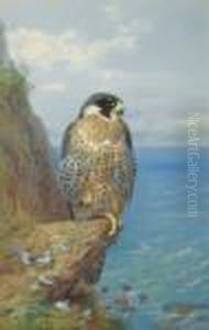 Peregrine At Auchencairn by Archibald Thorburn