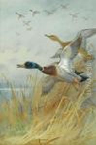 Mallard Rising