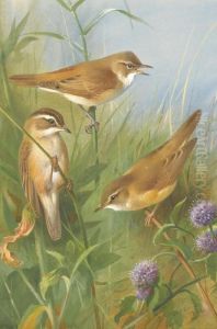 Sedge Warbler, Reed Warbler And Marsh Warbler by Archibald Thorburn