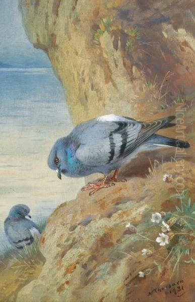 Rock Doves - view 1