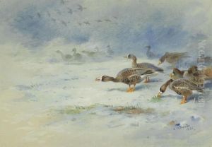 Barnacle Geese by Archibald Thorburn