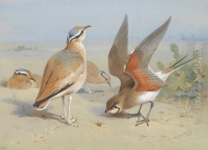 Cream Coloured Courser And Pratincole by Archibald Thorburn