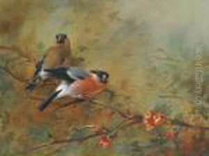 Bullfinches And Pyrus Japonica