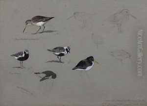 A Sheet Of Studies Bar-tailed Godwit And Grey Plover