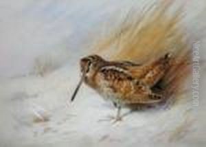 Woodcock