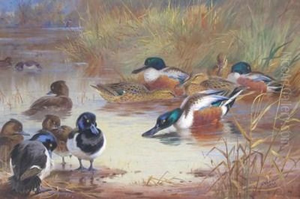 Shoveler And Tufted Duck With A Kingfisher On The Water's Edge - view 1
