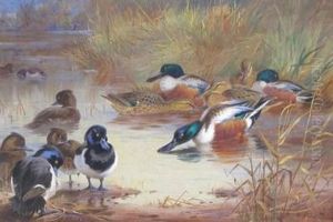 Shoveler And Tufted Duck With A Kingfisher On The Water's Edge