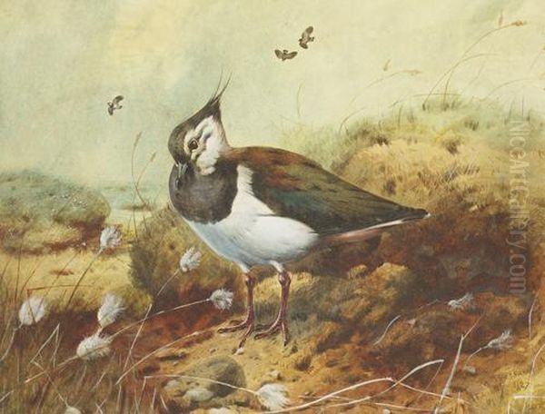 Lapwing - view 1