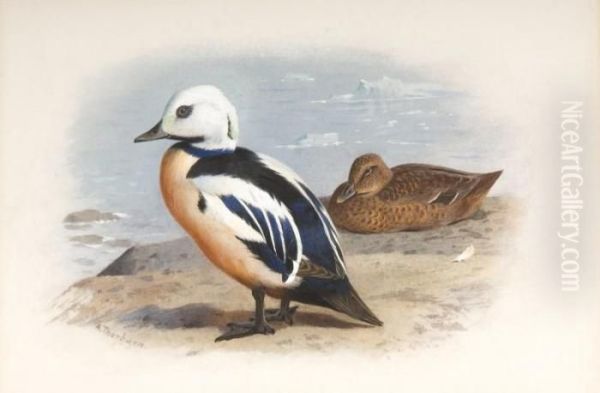 Steller's Eider - view 1