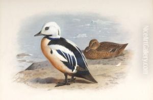 Steller's Eider by Archibald Thorburn