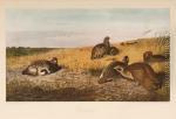 Partridge, Snipe - view 1