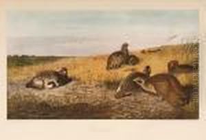 Partridge, Snipe by Archibald Thorburn