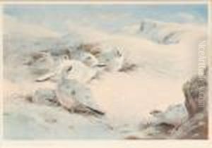 "sunshine And Drift On The High Tops - Ptarmigan by Archibald Thorburn