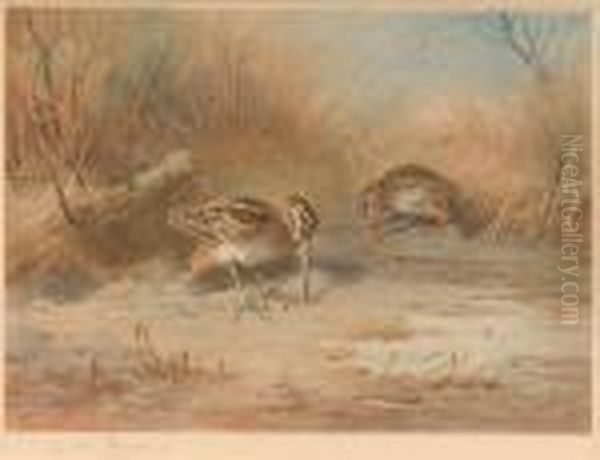 Snipe - view 1