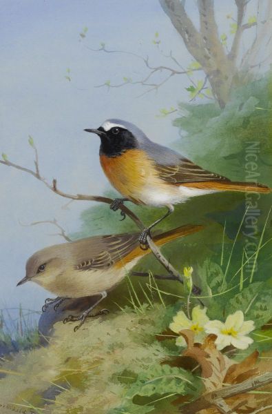 Pair Of Redstarts - view 1