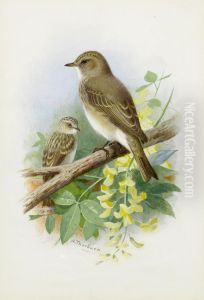 Spotted Flycatchers
